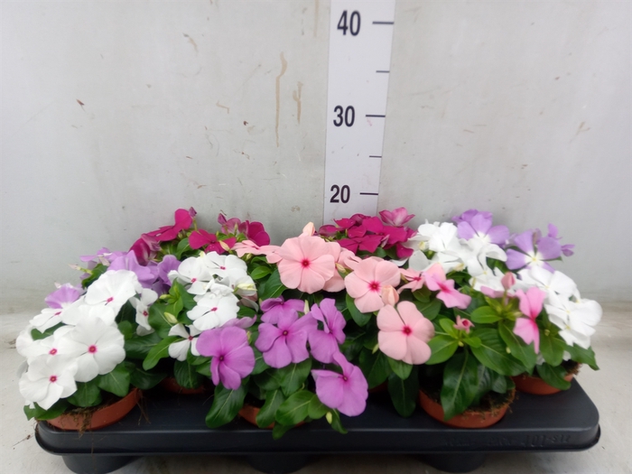<h4>Catharanthus ros.   ...mix</h4>