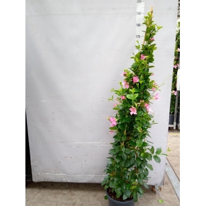 Mandevilla sand. 'SumStar Pink Mag'