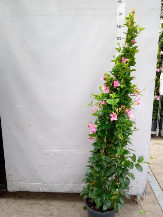 <h4>Mandevilla sand. 'SumStar Pink Mag'</h4>