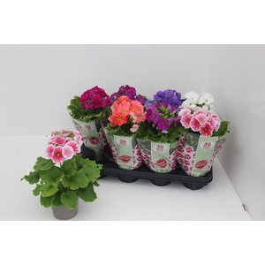 PRIM OB SWEETK A GEM