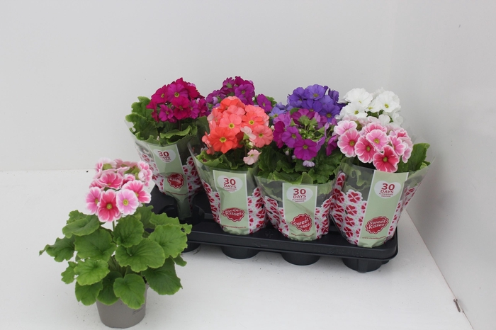 <h4>PRIM OB SWEETK A GEM</h4>