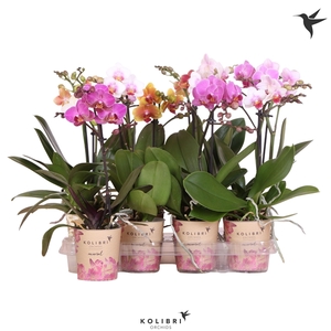 Phalaenopsis gemengd