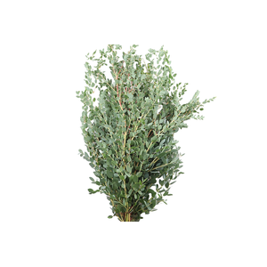 Parvifoglia Long Super