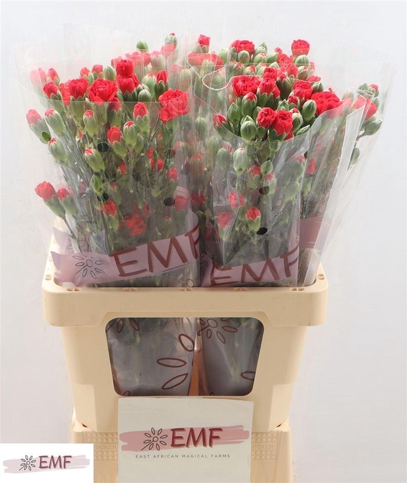 <h4>Di Tr Red Kiss</h4>