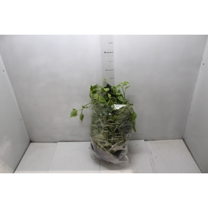 PEPEROMIA SCANDENS C21