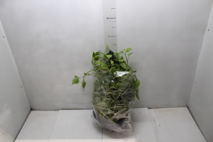<h4>PEPEROMIA SCANDENS C21</h4>