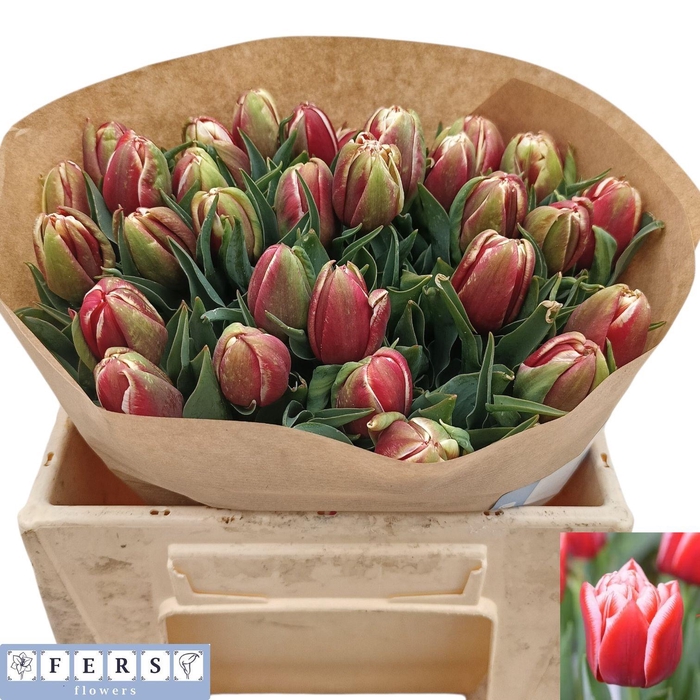 <h4>TU DU EVERTON</h4>