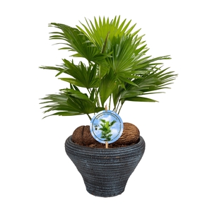 Livistona nr 6 hoedje Blue Lucht Zuiverend Aspd