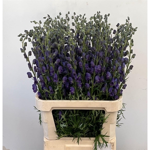Aconitum Na Pyramidale