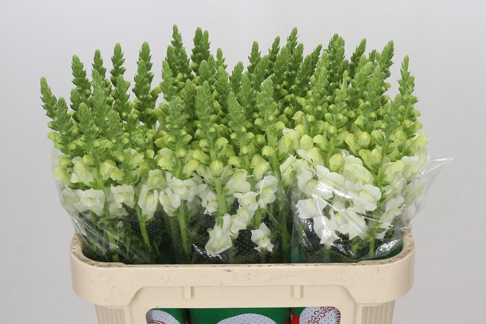 <h4>Antirrhinum Potomac Ivory White</h4>