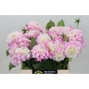 Dahlia DE 'Ariko 123-16'