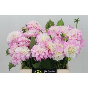 Dahlia DE 'Ariko 123-16'