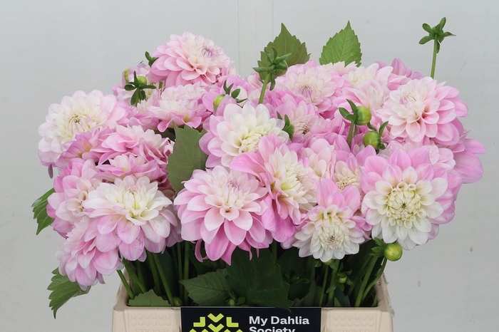 <h4>Dahlia DE 'Ariko 123-16'</h4>