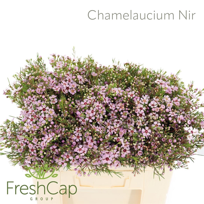 Chamelaucium Nir