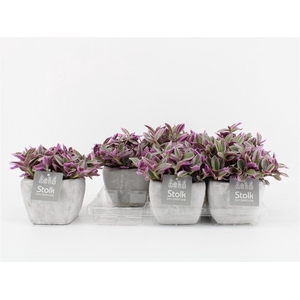 Trad Sweetness Keramiek Stone Look