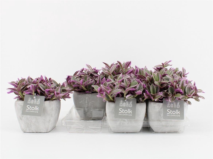 <h4>Trad Sweetness Keramiek Stone Look</h4>