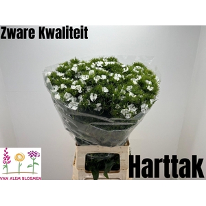 DI BARB S WILL WHITE