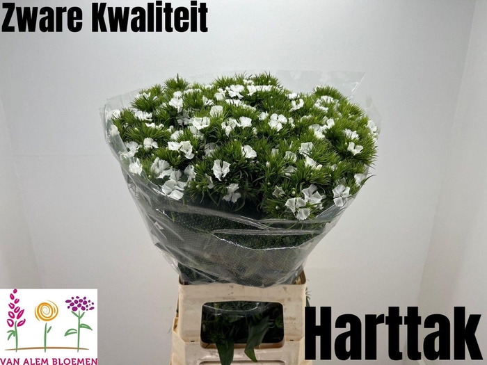 <h4>DI BARB S WILL WHITE</h4>