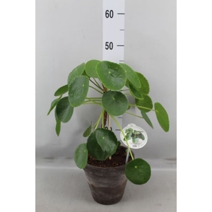 Pilea peperomoides