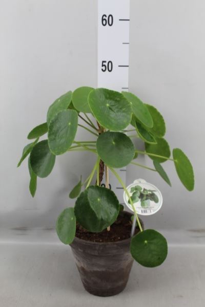 <h4>Pilea peperomoides</h4>