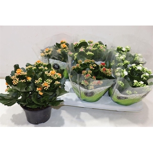 arr8 Kal Ge Gem 4 Kl