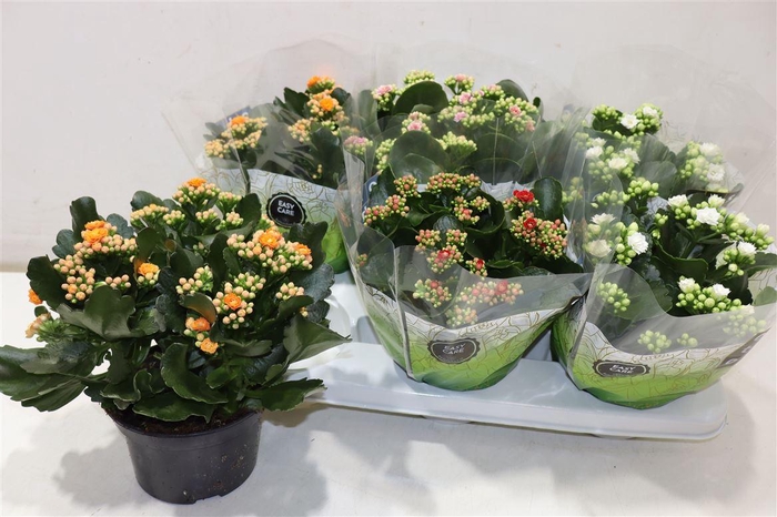 <h4>Kal Ge Gem 4 Kl</h4>