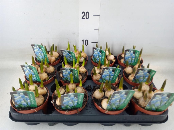 <h4>Muscari  'Magic Blue'</h4>