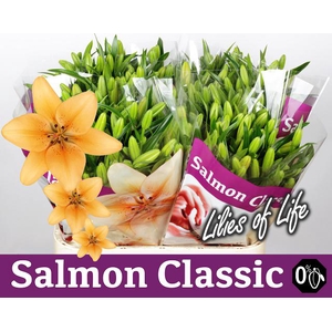 LI LA SALMON CLASSIC