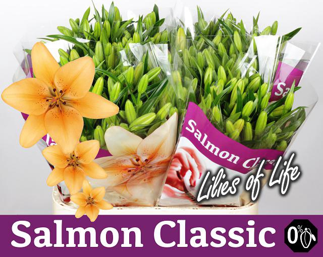 LI LA SALMON CLASSIC