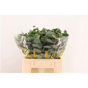 Euc Cinerea Per Stem Extra