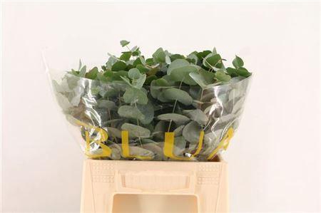 <h4>Euc Cinerea Per Stem Extra</h4>