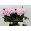 Dahlia Pink Pearl