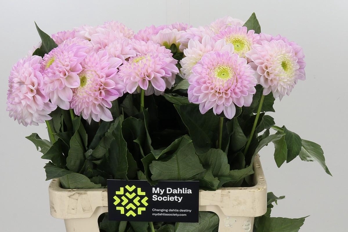 <h4>Dahlia Pink Pearl</h4>