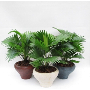 Livistona rotundifolia in Hoedje mix