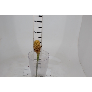 ZINGIBER SPECTABILE