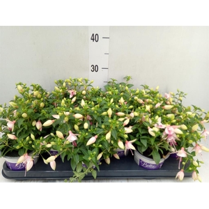 Fuchsia  'Bella Fuchsia Sophia'