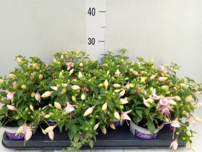 Fuchsia  'Bella Fuchsia Sophia'