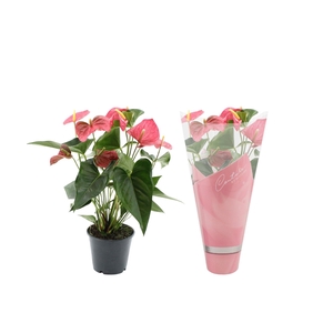 Anthurium 14 cm Maine in Couture sleeve