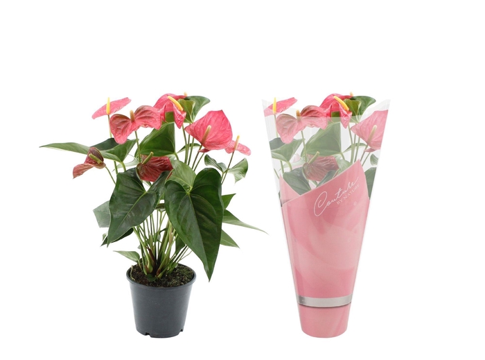 <h4>Anthurium 14 cm Maine in Couture sleeve</h4>