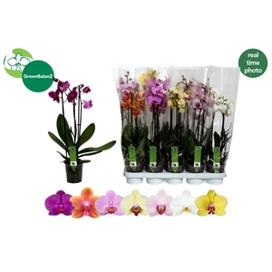 PHAL GEM 7 KL