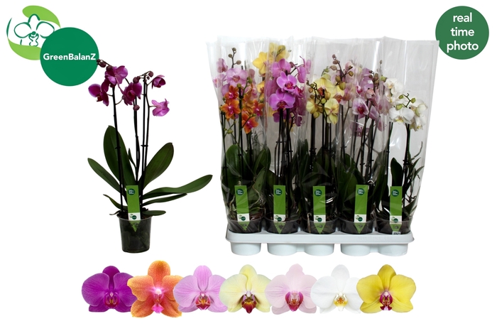 <h4>PHAL GEM 7 KL</h4>