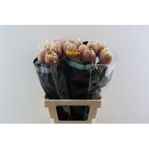 Chr G Kbh Antonov Camel