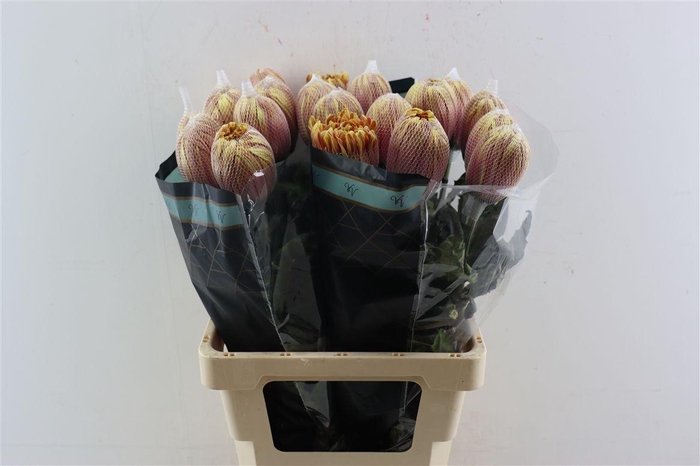 <h4>Chr G Kbh Antonov Camel</h4>