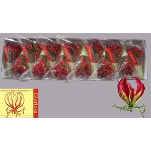 GLORIOSA ROTHSCHILDIANA