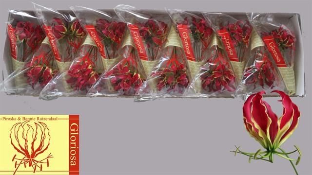 <h4>GLORIOSA ROTHSCHILDIANA</h4>