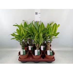 Dracaena frag.   ...mix 3