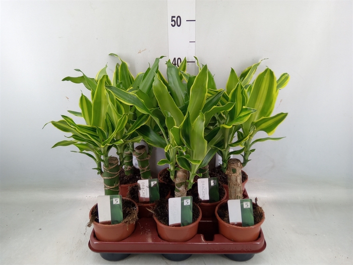 <h4>Dracaena frag.   ...mix 3</h4>