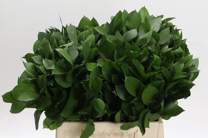 <h4>Ruscus Hypophyllum</h4>