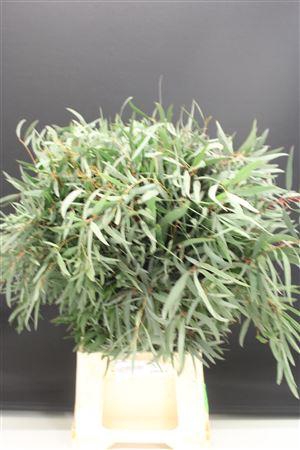 <h4>Euc Nicholii France</h4>