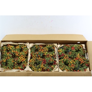 Wr Sierfruit Juniperus Arbutus Mix 12cm